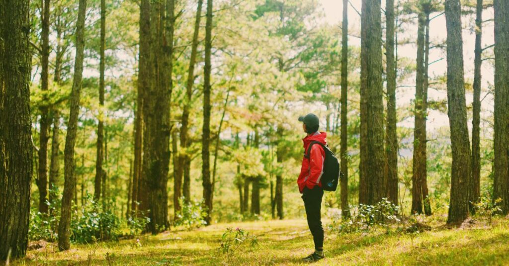 A lone hiker in a red jacket explores a tranquil, sunlit forest scene.